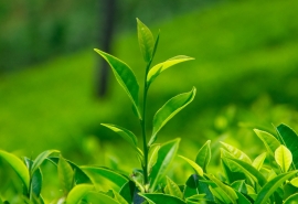 贸易企业的EcoVadis评分标准详细解析