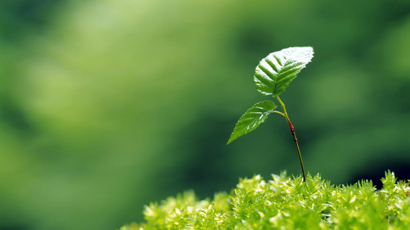 申请ISO 14021认证的基本程序步骤是什么